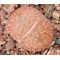 Fred's Redhorn - Seed